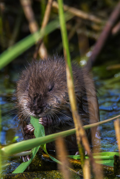 Very young muskrat gnaws on fresh reeds in spring - Photo, Image