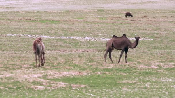 Camels are working animals especially suited to their desert habitat. The Bactrian camel (Camelus bactrianus), also known as the Mongolian camel, is a large even-toed ungulate native to the steppes of Central Asia. It has two humps on its back 4K - Footage, Video