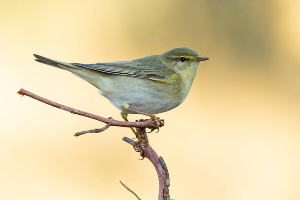 Willow warbler (Phylloscopus trochilus) perched on a branch against an unfocused green background, Leon, Spain - Photo, Image
