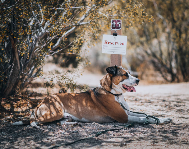A dog resting by a 'reserved' sign at a campsite under a bush in the desert on a sunny morning. - Photo, Image