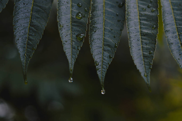 Belle texture de feuille verte avec des gouttes d'eau, fermer. Concentration sélective. Feuilles sombres après la pluie, temps pluvieux. - Photo, image