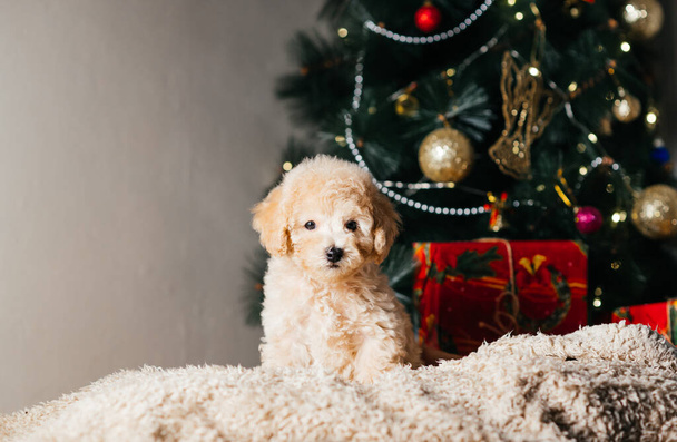 Egy aranyos fehér kiskutya ül egy karácsonyfa alatt, ajándékokkal teli dobozokkal, és belenéz a kamerába karácsonykor. Háziállat ajándék az új évre. - Fotó, kép