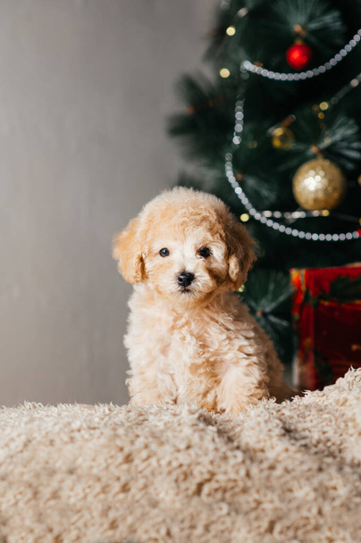 Noel ağacının altında küçük sevimli bir köpek kaniş oyuncağının fotoğrafı, kameraya bakan bir evcil hayvan. Noel ve evcil hayvanlar. - Fotoğraf, Görsel