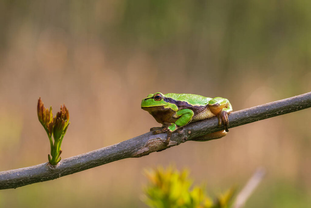 緑のツリーカエル-その自然の生息地のヒラのarborea. - 写真・画像