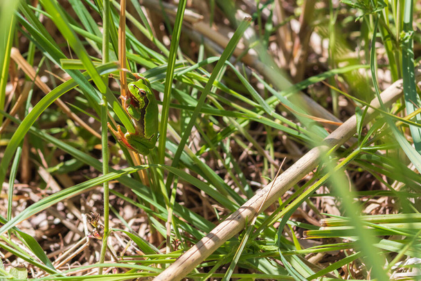 Зеленая древесная лягушка - Hyla arborea в естественной среде обитания. - Фото, изображение