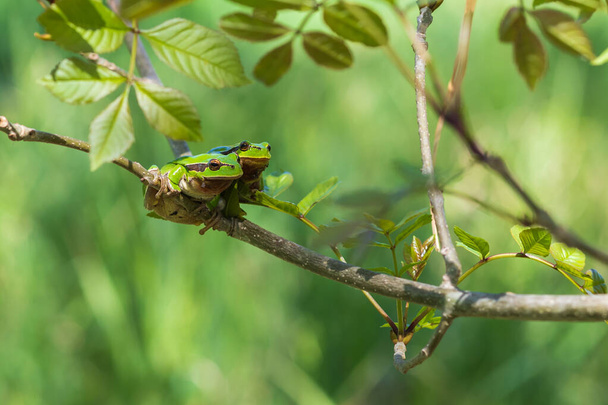 Green tree frog - Hyla arborea in its natural habitat. - Photo, Image