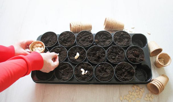 Female hands planting seeds in a pots. Top view . - Photo, Image