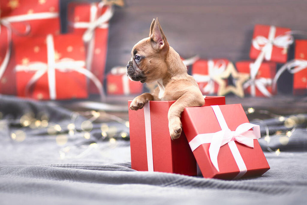 French Bulldog dog puppy peeking out of red Christmas gift box with ribbon surrounded by seasonal decoration - Foto, imagen