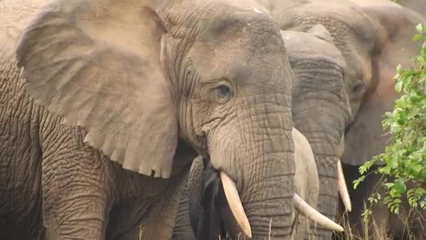 Elephants are mammals of the family Elephantidae and the largest existing land animals. African bush forest Asian. Ears tusks herbivore. Mikumi National Park, Tanzania. - Footage, Video