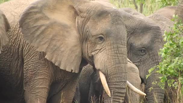 Elefantit ovat norsuperheen nisäkkäitä ja suurimpia olemassa olevia maaeläimiä. Afrikkalainen pensas metsä Aasian. Korvat syövät kasvinsyöjää. Mikumin kansallispuisto, Tansania. - Materiaali, video