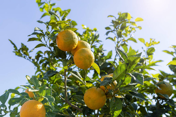 Frutos frescos de naranjas maduras en una rama de un naranjo contra el cielo azul en un jardín soleado. Fondo de verano, espacio de copia - Foto, Imagen