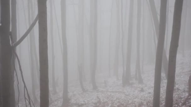 Las pokryty mgłą. Jesienny krajobraz lasu. - Materiał filmowy, wideo