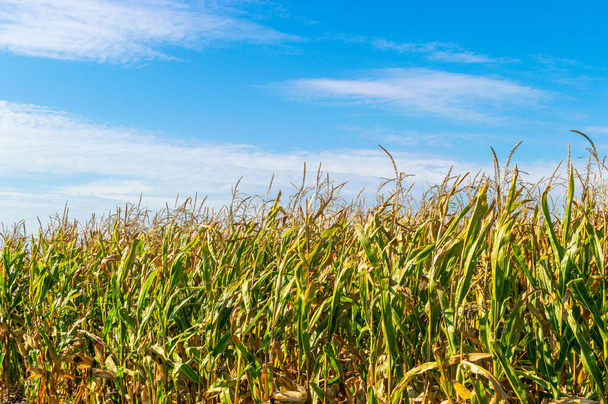 Mavi gökyüzünün üzerindeki yeşil mısır tarlasının manzarası. Güzel duvar kağıdı. - Fotoğraf, Görsel
