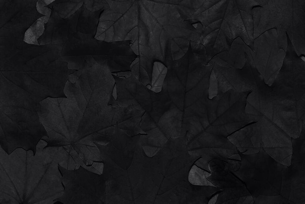 Fondo nero. Sfondo di autunno foglie d'acero cadute primo piano. Foto in bianco e nero. Sfondo astratto. - Foto, immagini