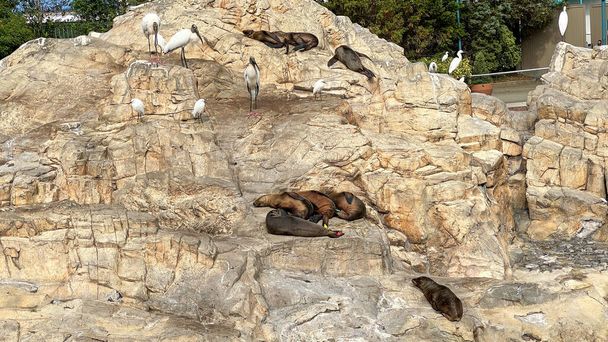 Lwy morskie leżące na skałach i drzemiące w ciągu dnia w zoo. - Zdjęcie, obraz