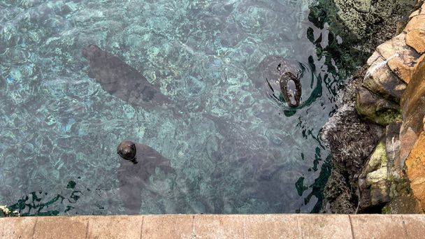 Ciekawa Harbor Seals pływające w ich obudowie błagając o jedzenie w zoo. - Zdjęcie, obraz