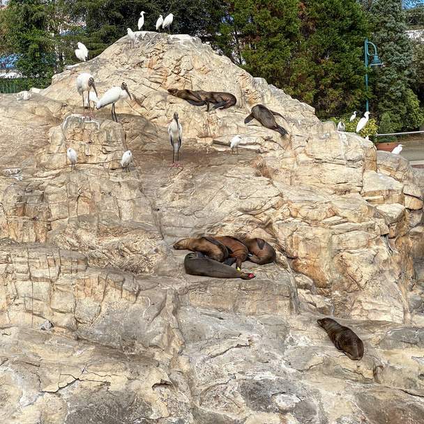 Leoni marini adagiati su rocce e pisolini durante il giorno in uno zoo. - Foto, immagini