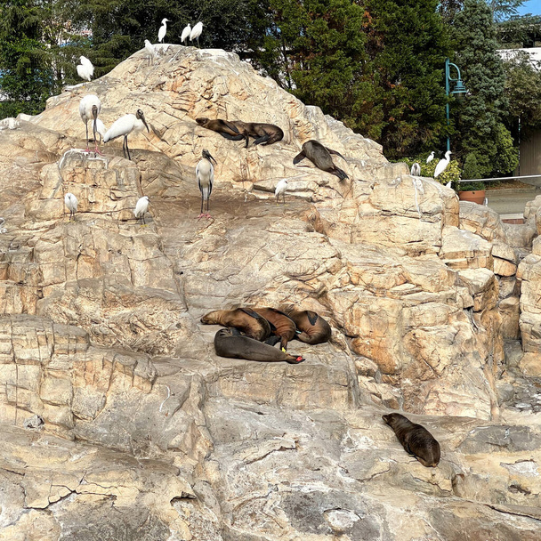 Θαλάσσια λιοντάρια ξαπλωμένα σε βράχους και να κοιμούνται κατά τη διάρκεια της ημέρας σε ζωολογικό κήπο. - Φωτογραφία, εικόνα