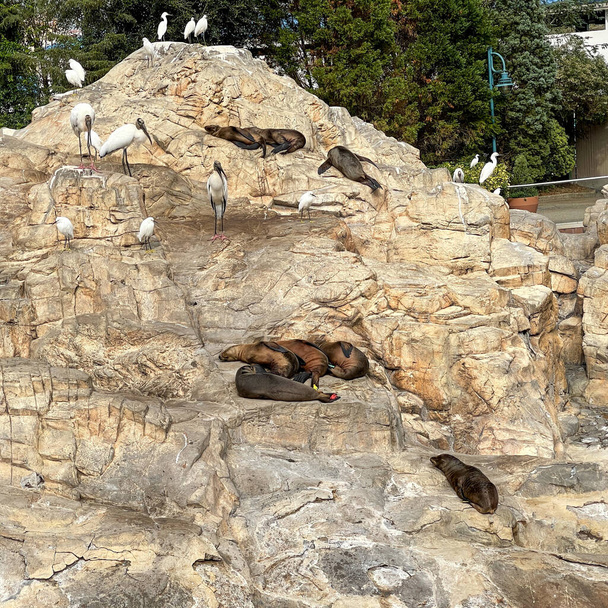 Lwy morskie leżące na skałach i drzemiące w ciągu dnia w zoo. - Zdjęcie, obraz