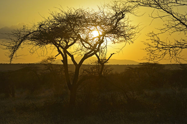 afrikai táj  - Fotó, kép