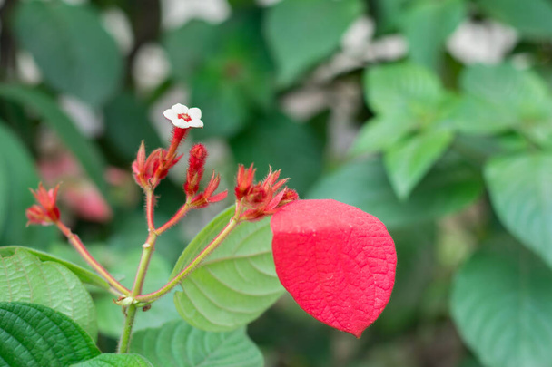 Die rot-weiße Euphorbia pulcherrima ist eine blühende Pflanzengattung - Foto, Bild