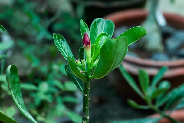 Adenium obesum ou planta floração Forssk Roem & Schult na família dogbane - Foto, Imagem