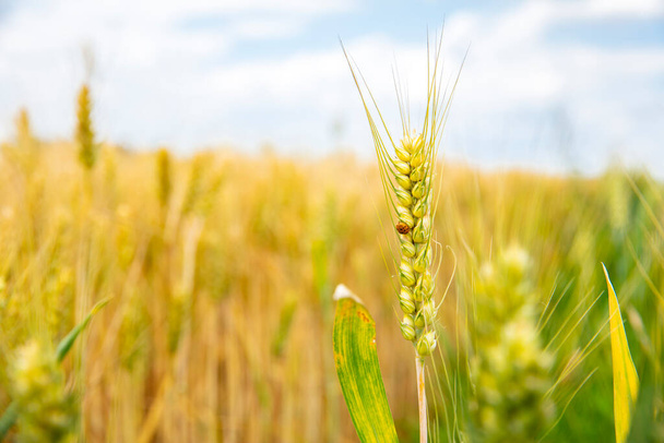 Os campos de trigo estão sob o céu azul e nuvens brancas - Foto, Imagem