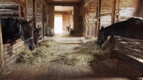 Een schilderachtige opname van een houten stal met prachtig daglicht. Kastanje paarden eten hooi na een ritje met ruiters. - Video