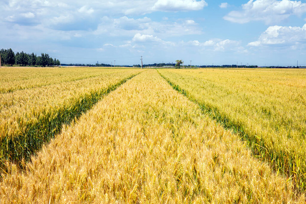 Pšeničná pole jsou pod modrou oblohou a bílá mračna - Fotografie, Obrázek