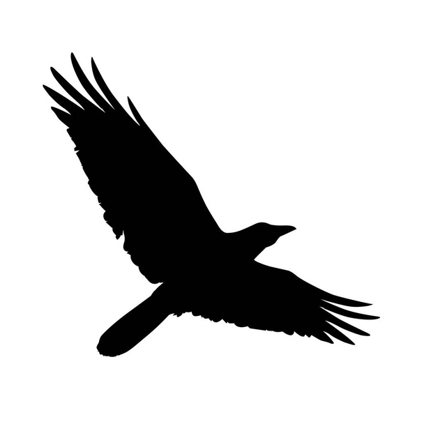 La silueta de un cuervo volador. Ilustración vectorial de la silueta del cuervo. Cuervo en vuelo aislado sobre fondo blanco - Vector, imagen