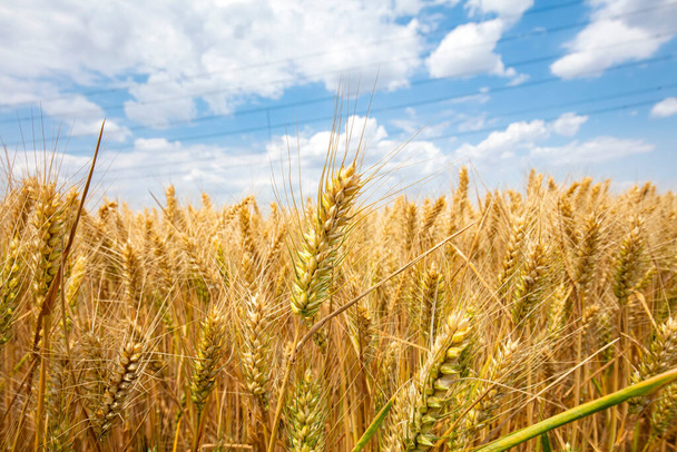Los campos de trigo están bajo el cielo azul y las nubes blancas - Foto, imagen