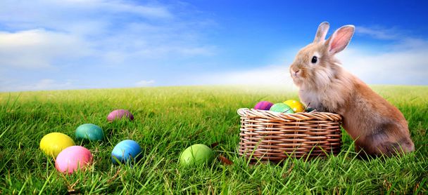O coelho bonito fica em uma cesta de madeira e tem ovos de Páscoa colocados na grama verde e vê o céu brilhante. - Foto, Imagem