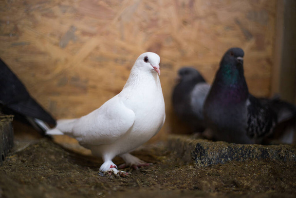 Czyste białe i czarne gołębie domowe stoją w kurniku. - Zdjęcie, obraz