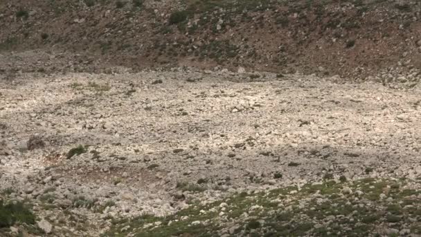 乾燥ストリームベッド。一時的な水の流れによって形成された小さな乾燥した自然チャンネルは、渓谷や小さな渓谷の川のテラス渓谷の斜面のベッドで見つけることができます。山岳地形の山 - 映像、動画