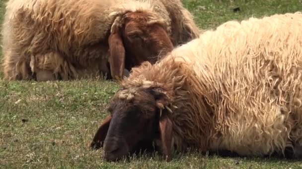schapen slapen. Sluimeren. De veeteelt is de tak van de landbouw die zich bezighoudt met dieren die worden gekweekt voor vlees en zuivelproducten. Slaperigheid, slaperigheid, sluimeren, sluimeren, lethargie, doezelen, sluimeren, slapen, slapen, doezelen, zizz, slapen. 4K - Video