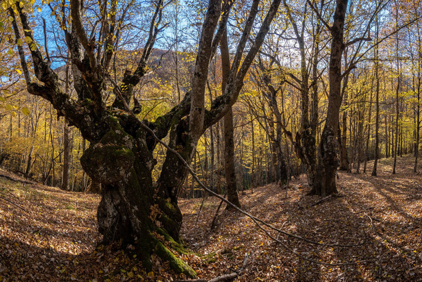 Sprawling trees in the autumn forest - Fotografie, Obrázek