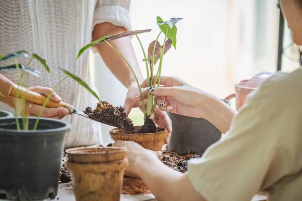 Two asian women transplanted plants into pot of coconut fibers. Hobbies and leisure, home gardening, Cultivation and caring for indoor potted plants. Ecological biodegradable material concept. - 写真・画像