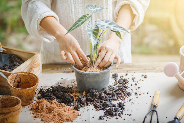 Woman hands transplanting plant into new pot Indoor in the garden, Hobbies and leisure, home gardening, Cultivation and caring for indoor potted plants. Replanting the plant into the pot. - Photo, Image