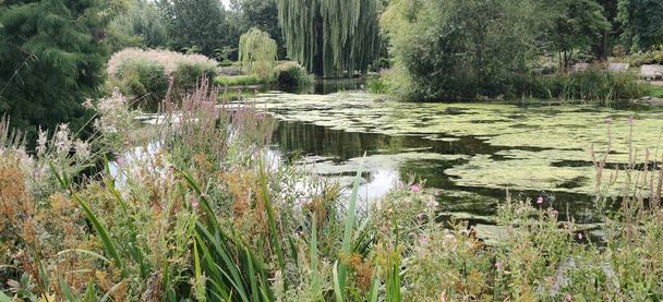 秋のロンドンのリージェントパークの池と周囲の葉の簡単なショット - 写真・画像