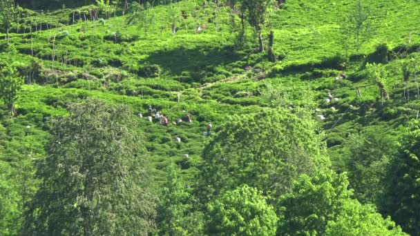 Lavoratori indiani che raccolgono tè verde dei campi in Asia meridionale India.Tea appartiene alla famiglia di piante camelie. Il cespuglio di tè cresce solo in clima tropicale e subtropicale. Il tè è coltivato esclusivamente a scopo di foglie. - Filmati, video