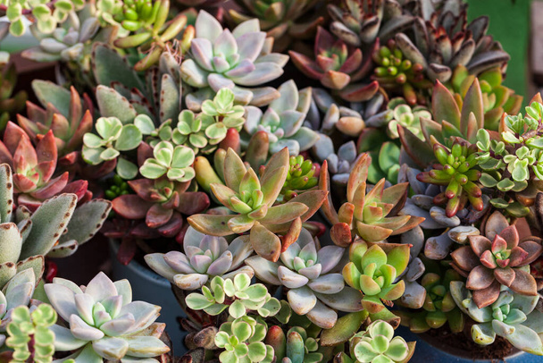 Close up of succulent plants, background or texture. - Фото, изображение