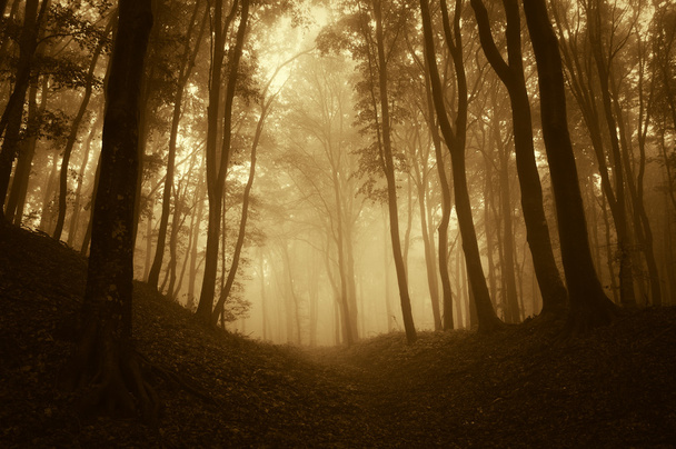 Dark mysterious fantasy like forest with fog in late autumn - Photo, Image