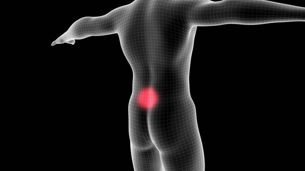 背中の痛み領域を示す男性X線ホログラムの3Dイラスト - 写真・画像