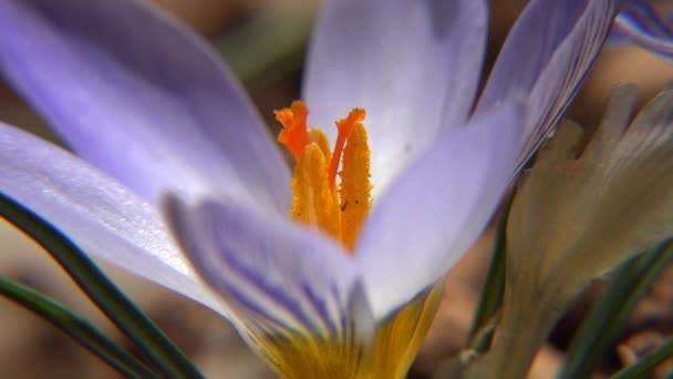 Crocus, crocuses, croci é um género botânico pertencente à família Iris. Muitos são cultivados para suas flores que aparecem. O açafrão de especiarias é obtido a partir dos estigmas de Crocus sativus. 4K - Filmagem, Vídeo