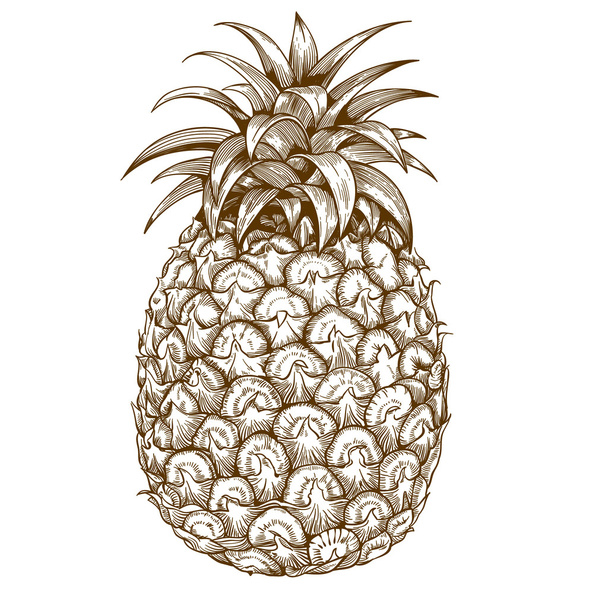 gravure ananas sur fond blanc
 - Vecteur, image