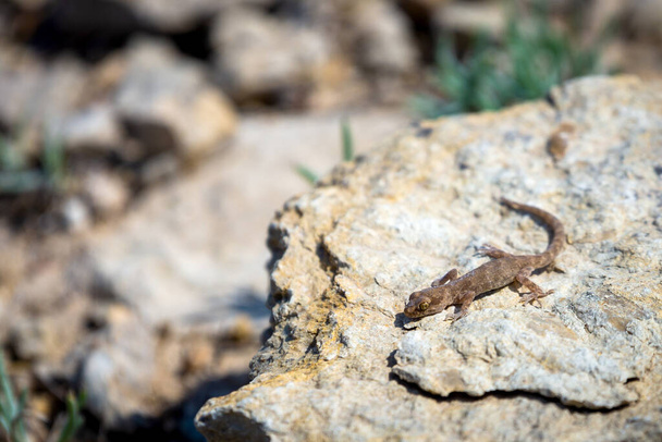 Rovnoměrný gecko rod Alcophyllex nebo pískavý gecko v divoké přírodě. - Fotografie, Obrázek