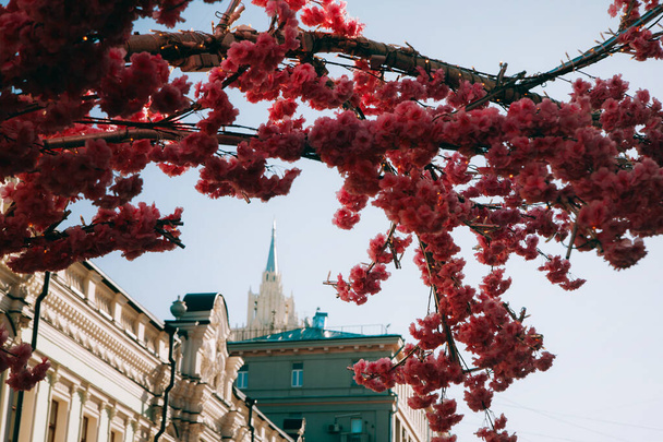 bela árvore Sakura no fundo de edifícios antigos em Mosc - Foto, Imagem