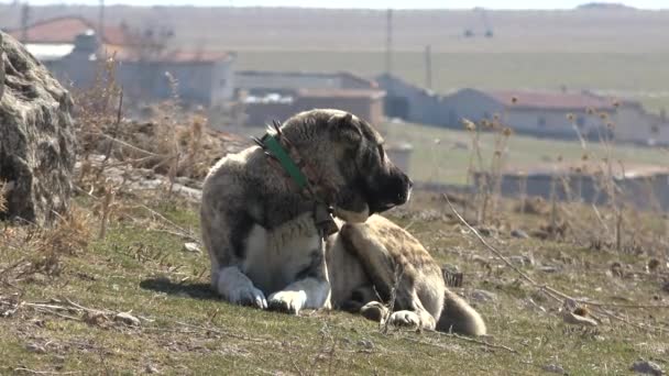Anatolischer Schäferhund ist robust, groß und sehr stark. Gute Sicht und Gehör, die es ermöglichen, Vieh zu schützen. Mit seiner hohen Geschwindigkeit und Agilität ist er in der Lage, ein Raubtier mit großer Effizienz zu bezwingen. Der anatolische Schäferhund Aksaray Malaklisi 4K - Filmmaterial, Video