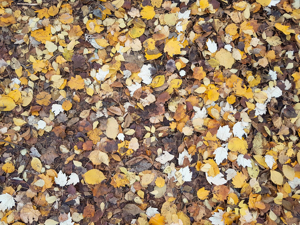 Autumn yellow colorful fallen leaves on ground in grass in park outdoor close up background texture as natural pattern. - Photo, Image