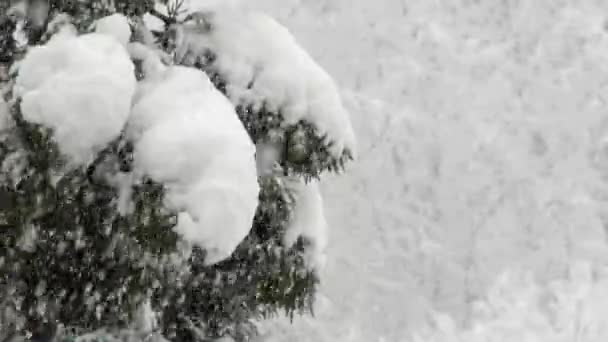 La neige se compose de cristaux de glace individuels qui poussent lorsqu'ils sont suspendus dans l'atmosphère, puis tombent, s'accumulant sur le sol. Arbres couverts pendant la tempête hivernale forte forêt neige fond neige gros flocons nature flocons de neige tombant - Séquence, vidéo